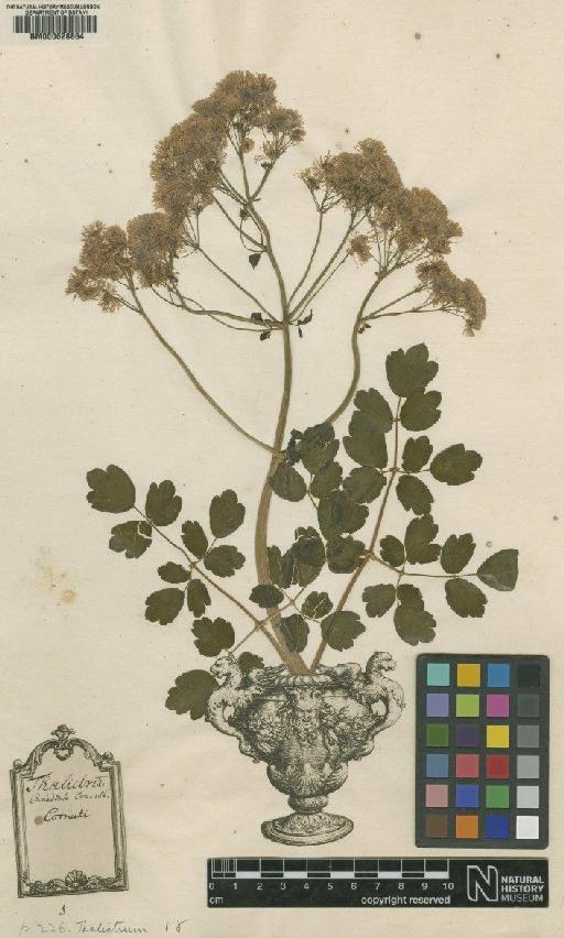 Thalictrum aquilegiifolium L. - BM000628864