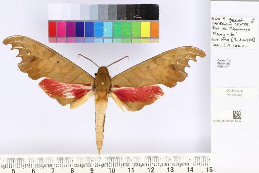 Phylloxiphia goodii (Holland, 1889) - NHMUK010928330_Phylloxiphia_goodii_dorsal_and_labels