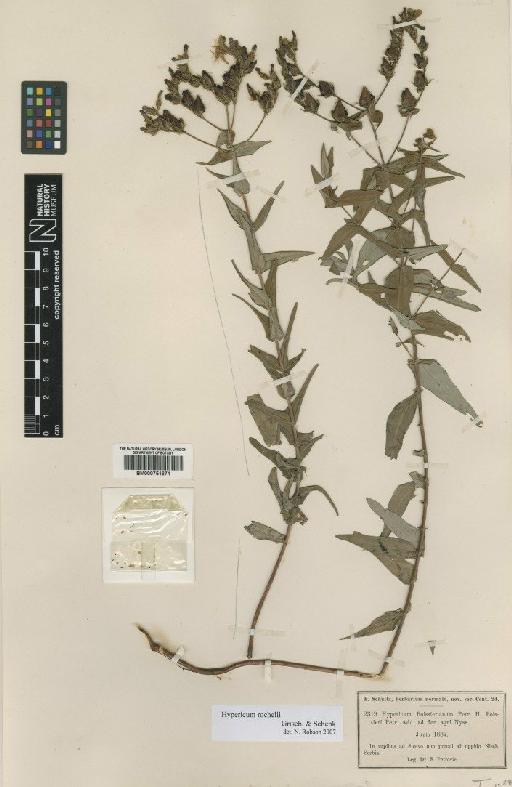 Hypericum rochelii Griseb. & Schenk - BM000751671