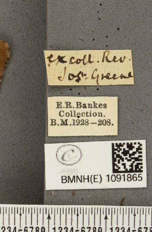 Pyronia tithonus britanniae (Verity, 1914) - BMNHE_1091865_label_2296