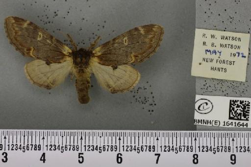 Notodonta dromedarius (Linnaeus, 1758) - BMNHE_1641644_244384