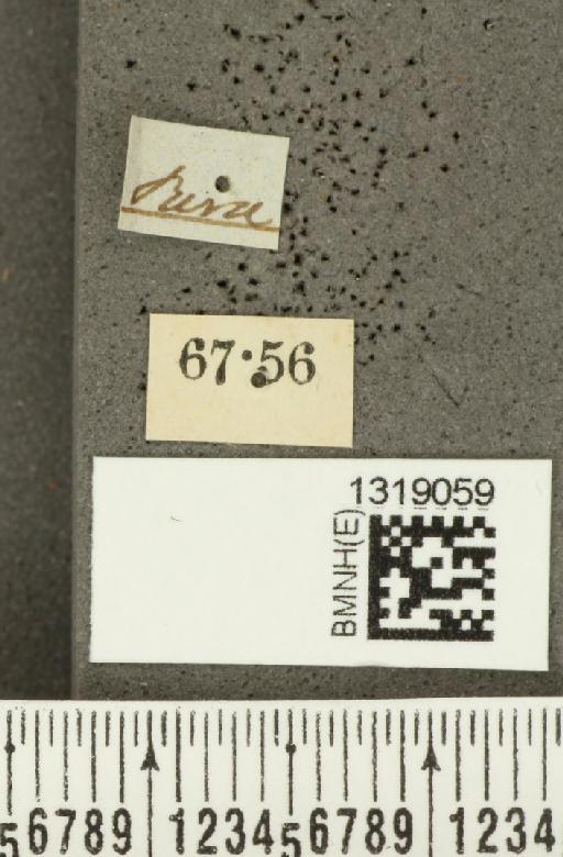 Diabrotica illigeri Baly, 1889 - BMNHE_1319059_label_17853