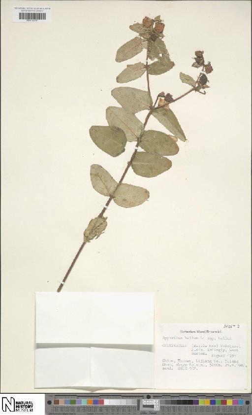 Hypericum bellum subsp. bellum - BM001202081