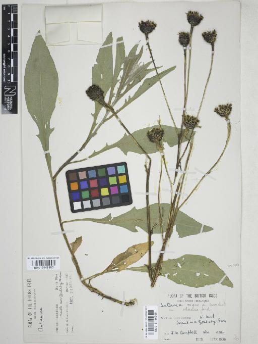 Centaurea nigra L. - 015148996