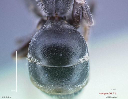 Prosopis clavigera Cockerell, 1936 - Prosopis clavigera Cockerell 969517 Type female Tertgite1 1x3,2