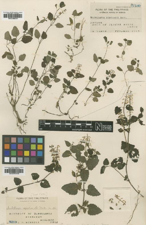 Scutellaria indica L. - BM000950454