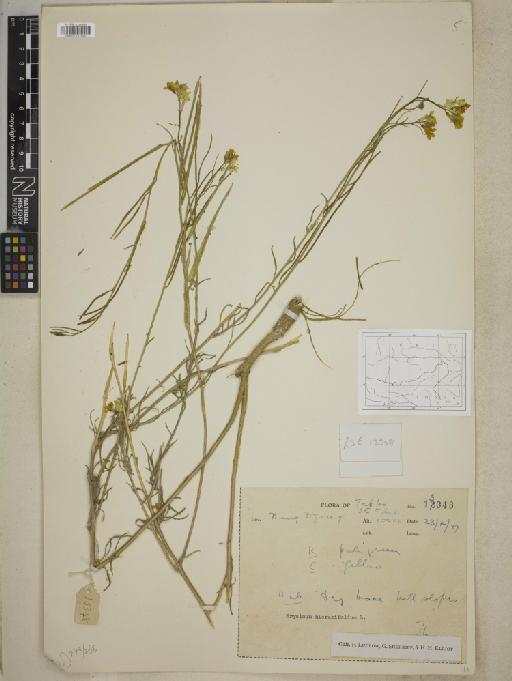 Erysimum hieracifolium L. - BM001241949