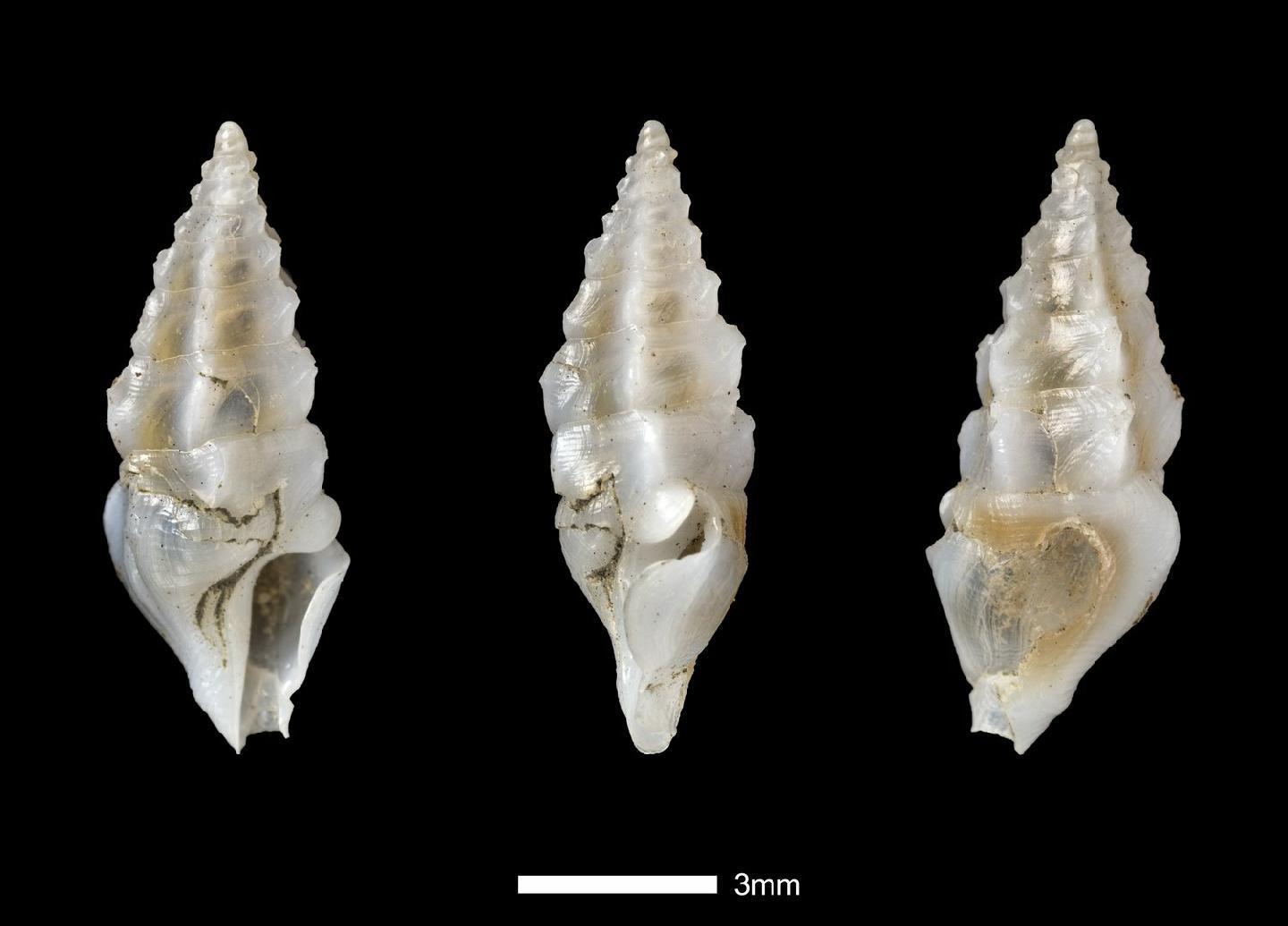 To NHMUK collection (Pleurotoma ebur Reeve, 1845; SYNTYPE; NHMUK:ecatalogue:2381259)