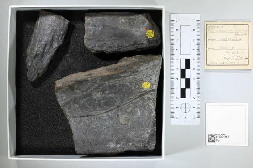 Gyrosteus mirabilis Woodward, 1889 - 010301451_L010041187