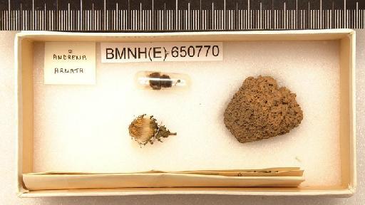Andrena (Andrena) fulva (Müller in Allioni, 1766) - Hymenoptera Nest BMNH(E) 650770
