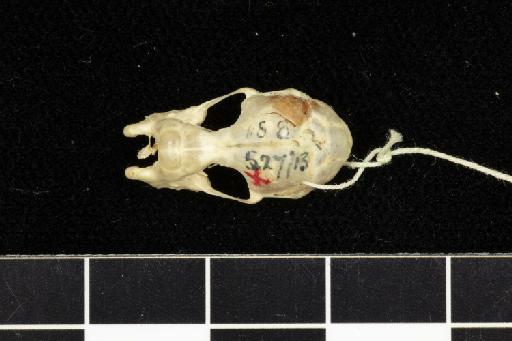 Rhinolophus robinsoni K. Andersen, 1918 - 1918_8_2_1-Rhinolophus_robinsoni-Holotype-Skull-dorsal