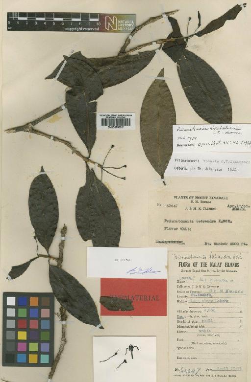 Prismatomeris kinabaluensis J.T.Johanss. - BM000796391