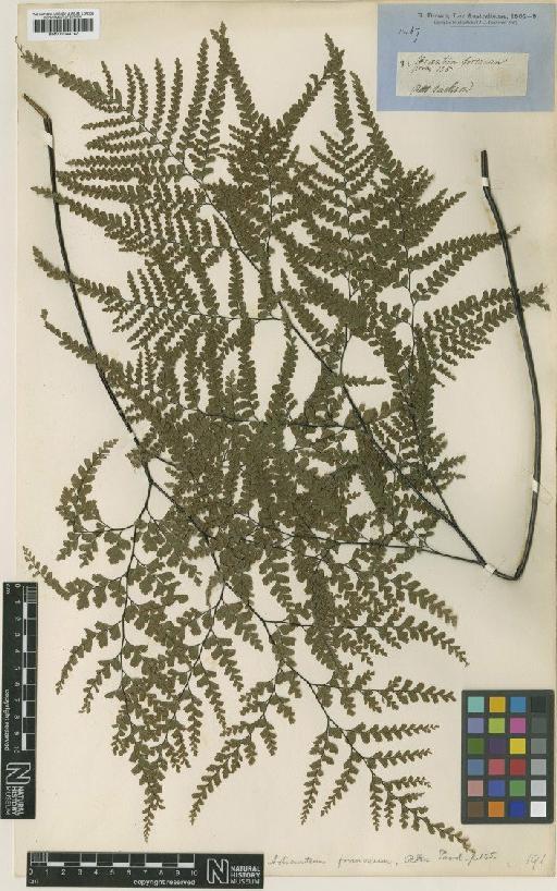 Adiantum formosum R.Br. - BM001044143