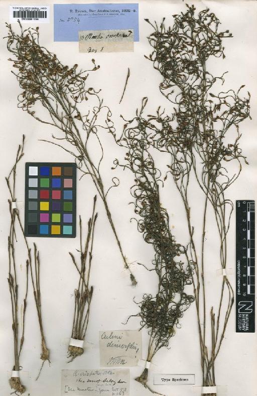 Chordifex crispatus (R.Br.) B.G.Briggs & L.A.S.Johnson - BM000991298