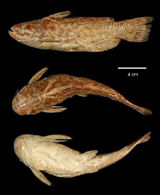 Parauchenipterus paseae Regan, 1906 - 1906.6.23.48; Parauchenipterus paseae; type; ACSI Project image