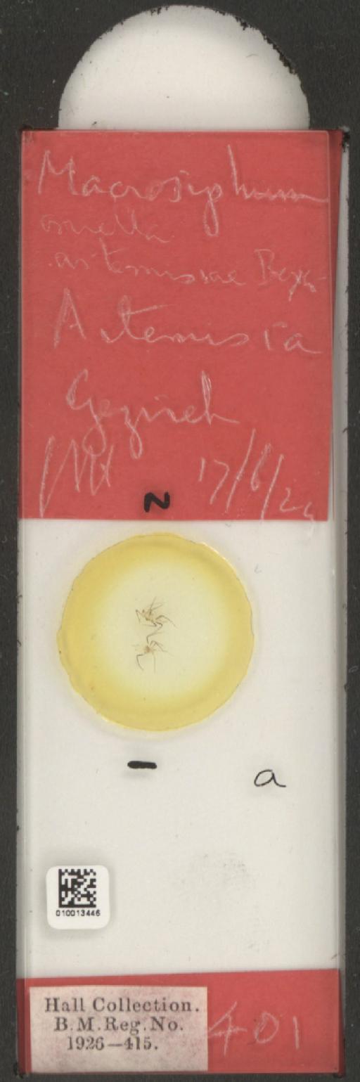 Macrosiphoniella artemisiae Fonscolombe, 1841 - 010013446_112659_1094715