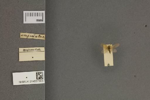 Micromus angulatus Stephens - 014537855_dorsal_habitus_labels