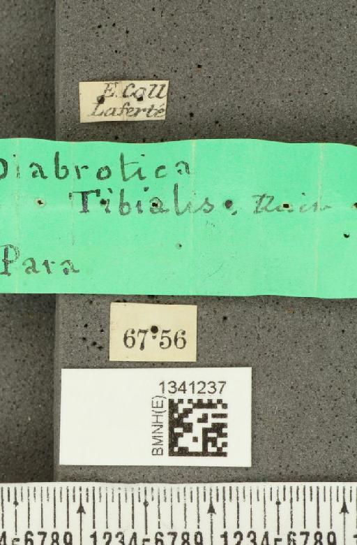 Diabrotica asignata Baly, 1890 - BMNHE_1341237_label_22941