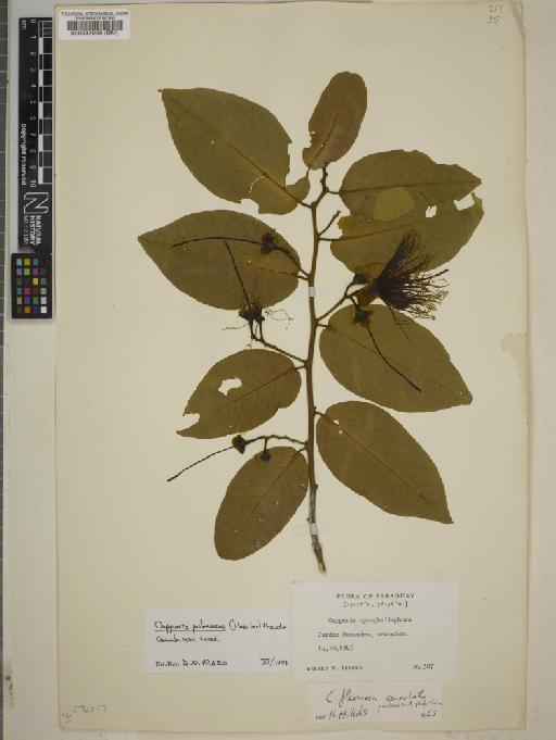 Capparis pubescens (Hassl.) D.E.Prado - BM000537909