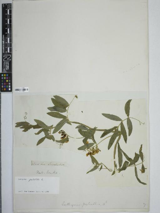 Lathyrus palustris L. - 001168047