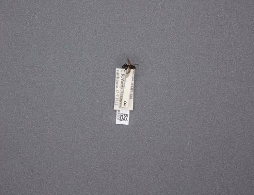Sarcophaga (Myorhina) nigriventris Meigen, 1826 - 015092556_234554_1296853