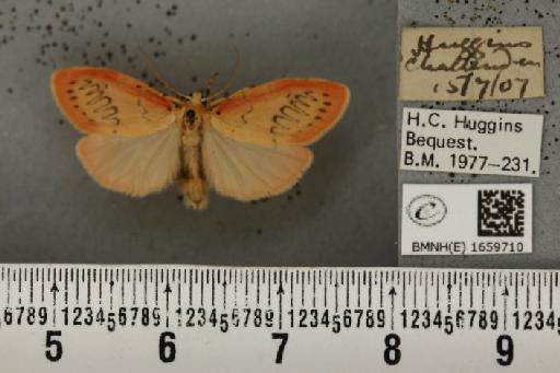 Miltochrista miniata (Forster, J.R., 1771) - BMNHE_1659710_257467