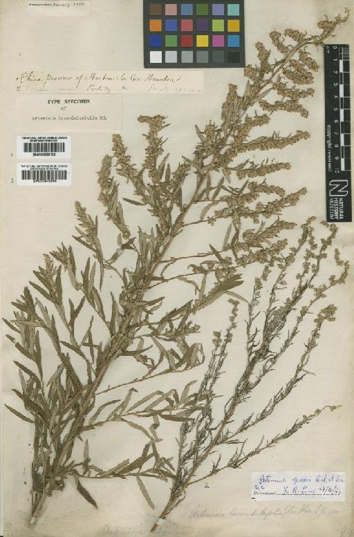 Artemisia lavandulaefolia DC. - BM000945896