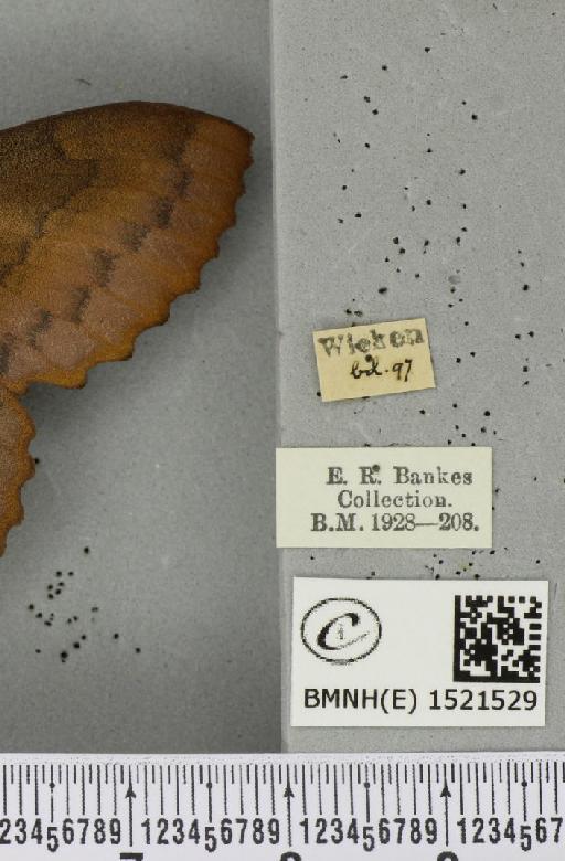 Gastropacha quercifolia (Linnaeus, 1758) - BMNHE_1521529_label_198401