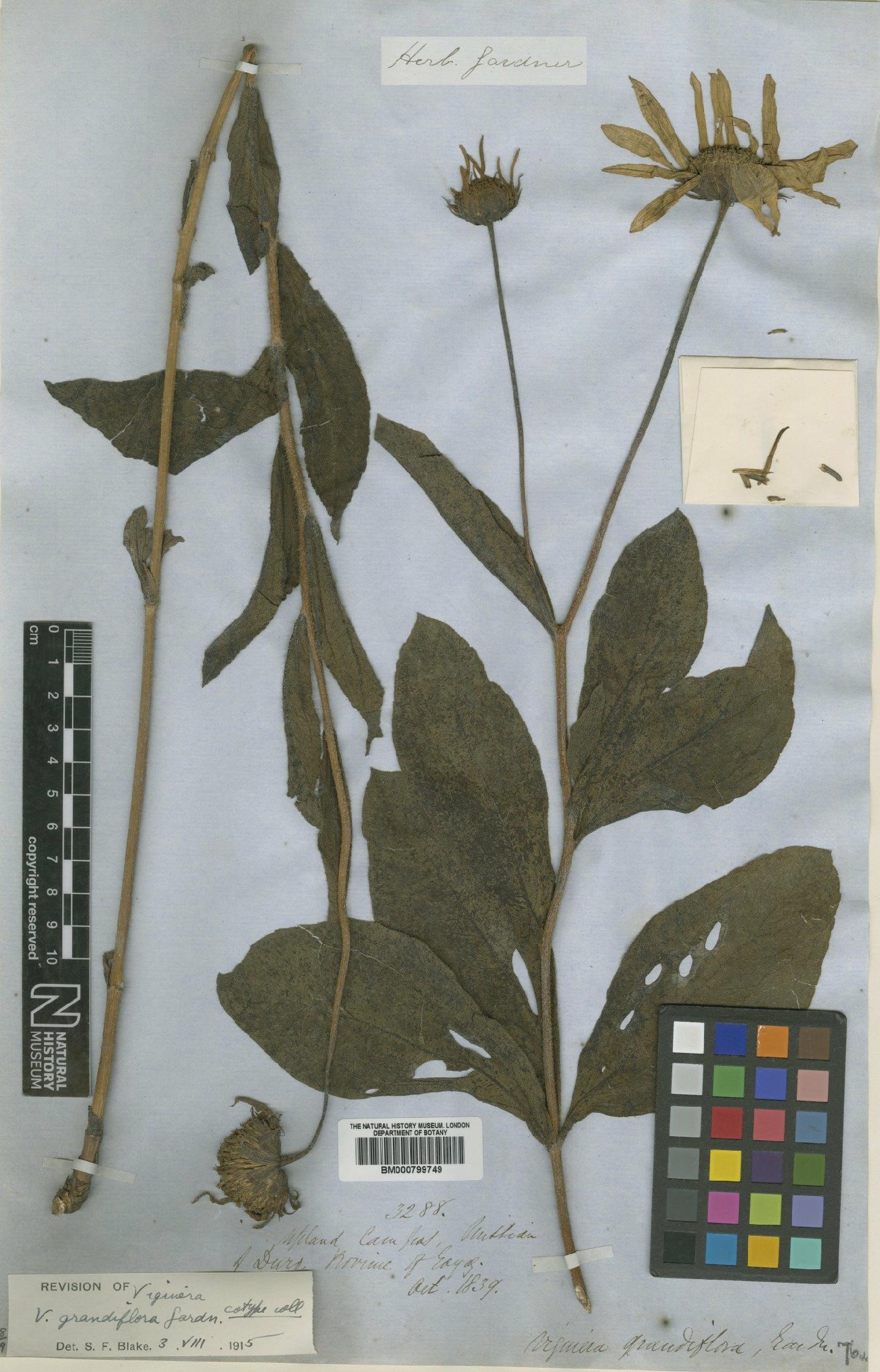 To NHMUK collection (Viguiera grandiflora Gard; Isotype; NHMUK:ecatalogue:4992096)