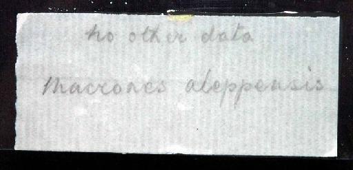 Macrones aleppensis Günther, 1864 - 1955.6.25.1; Bagrus halepensis; image of jar label; ACSI project image