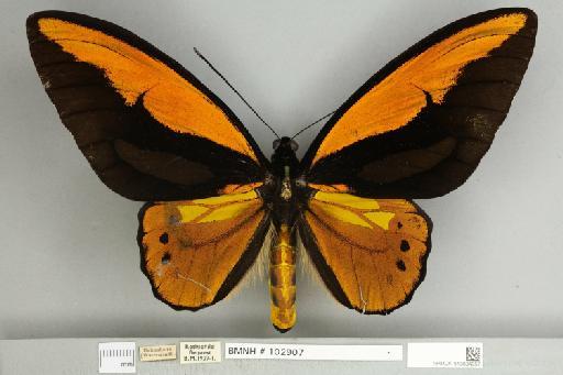 Ornithoptera croesus lydius Felder, 1865 - 013604957__