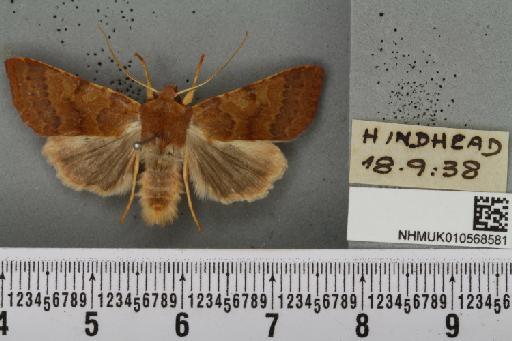 Agrochola helvola (Linnaeus, 1758) - NHMUK_010568581_626231