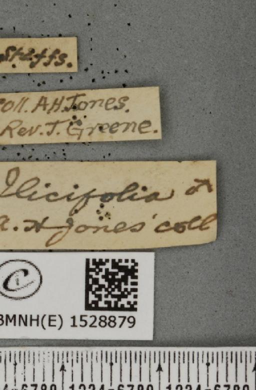 Phyllodesma ilicifolia (Linnaeus, 1758) - BMNHE_1528879_label_198200
