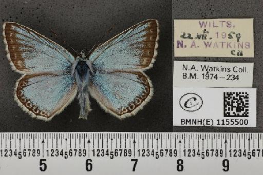 Lysandra coridon ab. caeruleo Tutt, 1910 - BMNHE_1155500_106641