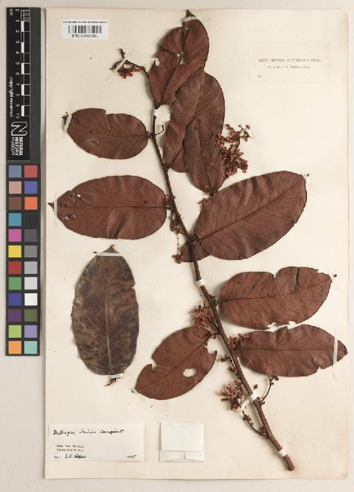 Dalbergia louisii Cronquist - BM013405999