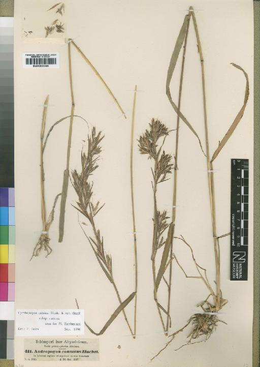 Cymbopogon caesius subsp. caesius Stapf - BM000923495