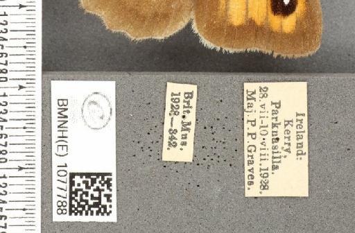Maniola jurtina iernes Graves, 1930 - BMNHE_1077788_label_61340