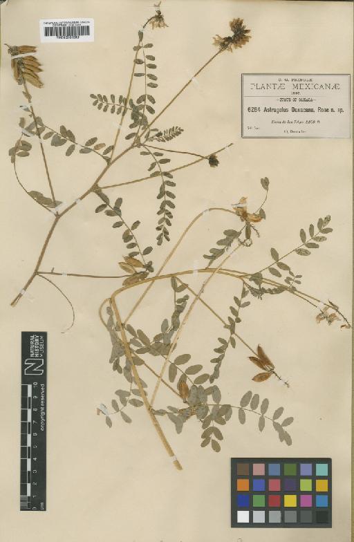Astragalus guatemalensis var. brevidentatus (Hemsl.) Barneby - BM000931699