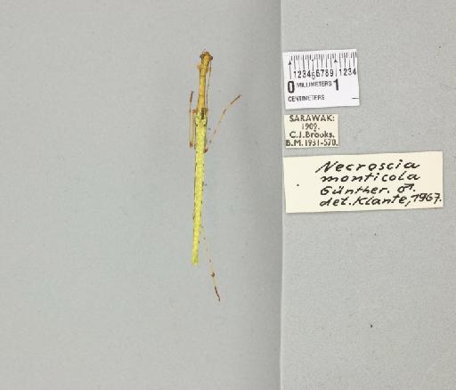 Necroscia prasina (Burmeister, 1838) - 011253241_reverse