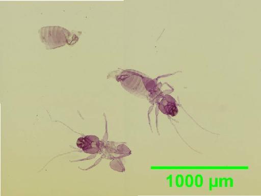 Liposcelis paetulus Broadhead, 1950 - 010150877__2016_03_17_s13