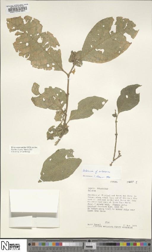Solanum arboreum Dunal - BM000579086