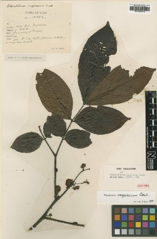 Archidendron conspicuum (Craib) I.C.Nielsen - BM000946713