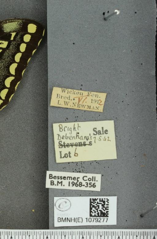 Papilio machaon britannicus ab. punctatoclavatus Cabeau, 1911 - BMNHE_1079277_label_64198