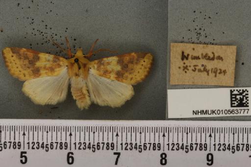 Cirrhia icteritia (Hufnagel, 1766) - NHMUK_010563777_621345