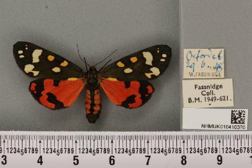Callimorpha dominula (Linnaeus, 1758) - NHMUK_010410370_522346