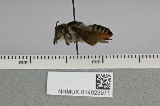 Megachile scotti Cockerell, 1937 - 014023971__-