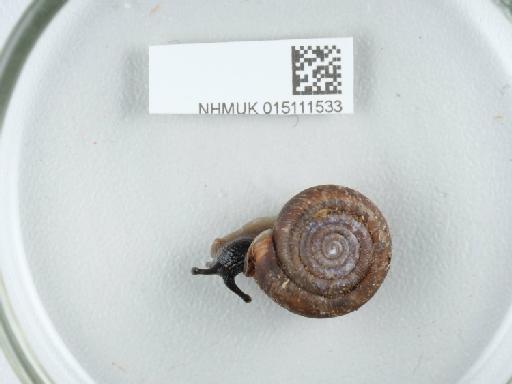 Helicodonta obvoluta subterclass Tectipleura (O. F. Müller, 1774) - 015111533_5
