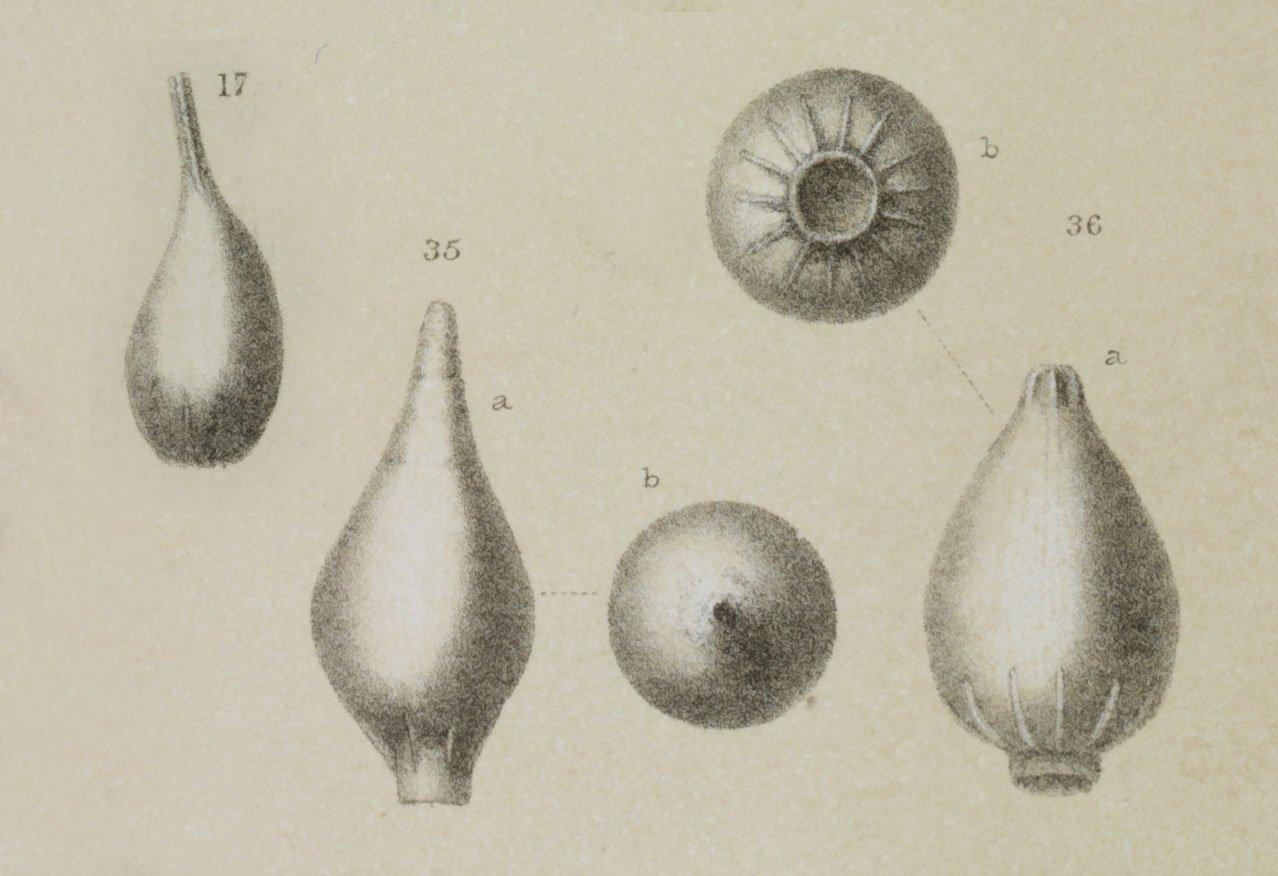 To NHMUK collection (Cushmanina stelligera (Brady, 1881); SYNTYPE; NHMUK:ecatalogue:3092586)