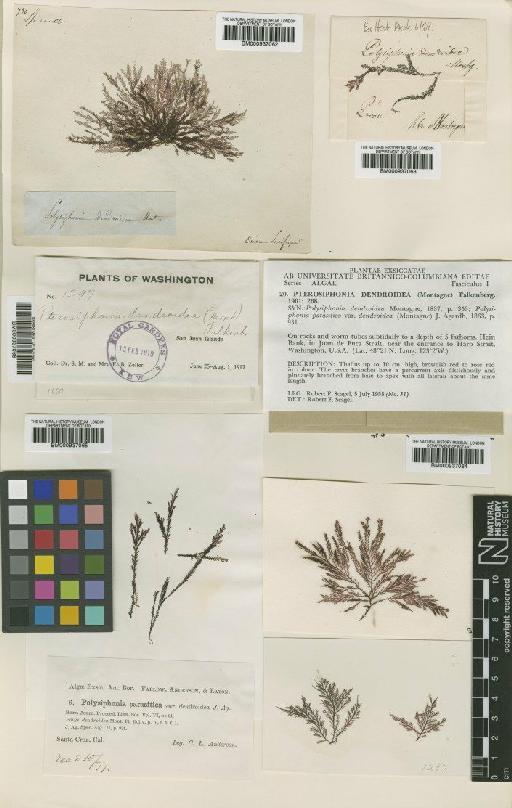 Pterosiphonia dendroidea (Mont.) Falkenb. - BM000937065
