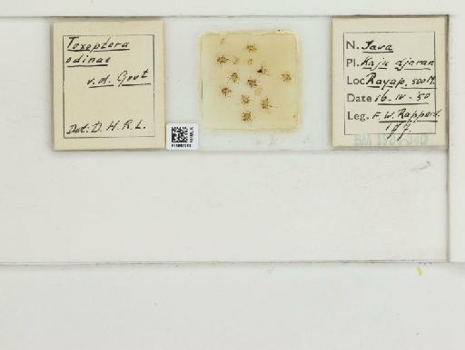 Toxoptera odinae van der Goot, 1917 - 014867368_112482_1096458_161184_NoStatus